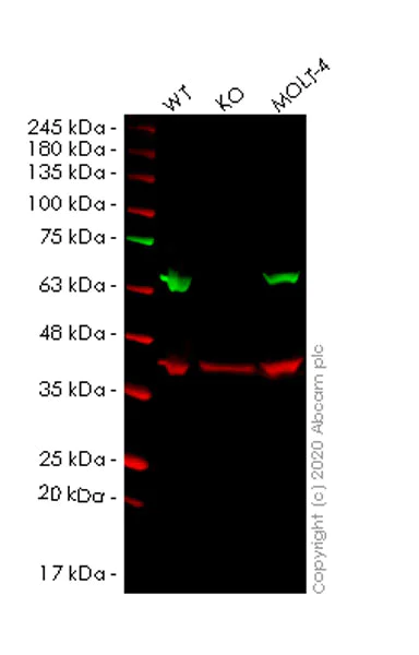 Western blot - Human NONO (nmt55 / p54nrb) knockout HEK-293T cell lysate (AB257160)