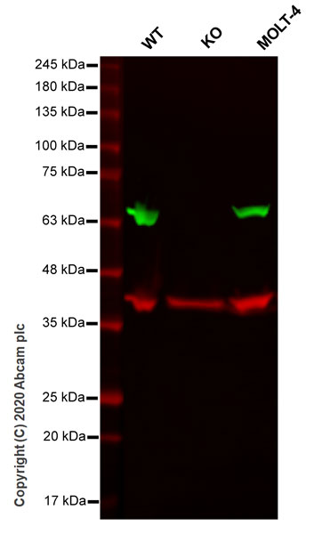 Western blot - Human NONO (nmt55 / p54nrb) knockout HEK-293T cell lysate (AB257160)