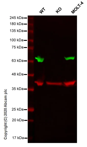 Western blot - Human NONO (nmt55 / p54nrb) knockout HEK-293T cell lysate (AB257160)