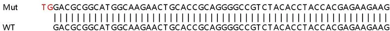 Sanger Sequencing - Human NOSIP knockout HEK-293T cell lysate (AB258999)