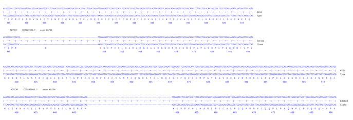 Human NOTCH1 knockout HCT116 cell line