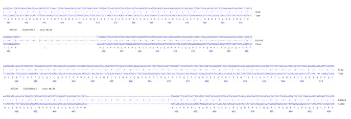 Next Generation Sequencing - Human NOTCH1 knockout HCT116 cell line (AB287652)