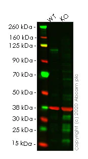 Western blot - Human NOTCH1 knockout HeLa cell line (AB261762)