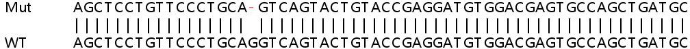 Sanger Sequencing - Human NOTCH1 knockout HeLa cell line (AB265651), expandable thumbnail