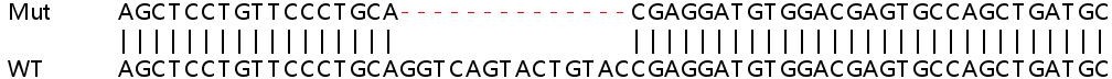 Sanger Sequencing - Human NOTCH1 knockout HeLa cell line (AB265651), expandable thumbnail