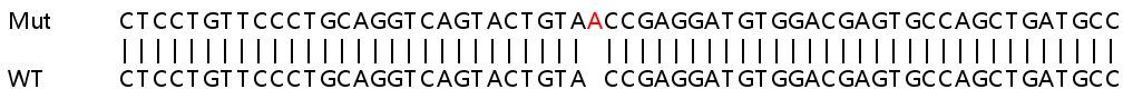 Sanger Sequencing - Human NOTCH1 knockout HeLa cell line (AB265651), expandable thumbnail