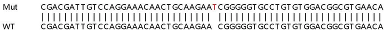 Sanger Sequencing - Human NOTCH1 knockout HeLa cell lysate (AB257006)