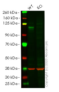 Western blot - Human NOTCH1 knockout HeLa cell lysate (AB257006), expandable thumbnail