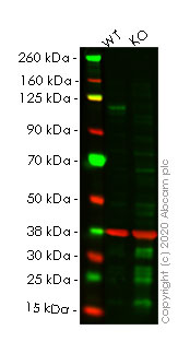 Western blot - Human NOTCH1 knockout HeLa cell lysate (AB257006), expandable thumbnail