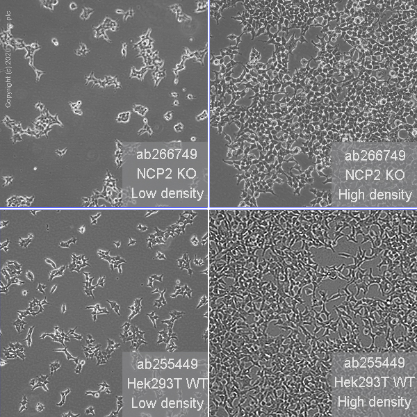Cell Culture - Human NPC2 (Niemann Pick C2) knockout HEK-293T cell line (AB266749), expandable thumbnail