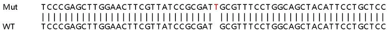Sanger Sequencing - Human NPC2 (Niemann Pick C2) knockout HEK-293T cell line (AB266749)