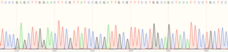 Sanger Sequencing - Human NPC2 (Niemann Pick C2) knockout HEK-293T cell line (AB266749)