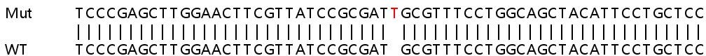 Sanger Sequencing - Human NPC2 (Niemann Pick C2) knockout HEK-293T cell lysate (AB258079), expandable thumbnail