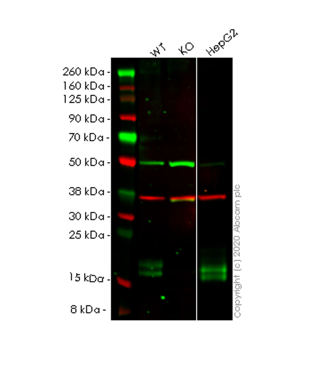Western blot - Human NPC2 (Niemann Pick C2) knockout HEK-293T cell lysate (AB258079), expandable thumbnail