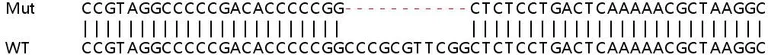 Sanger Sequencing - Human NPM3 knockout HEK-293T cell lysate (AB258539)