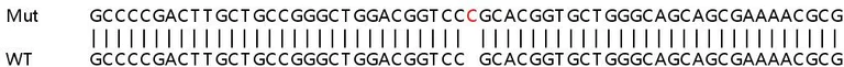 Sanger Sequencing - Human NPR1 (Natriuretic Peptide Receptor A/GC-A) knockout HeLa cell line (AB265930)