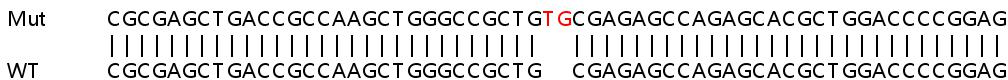 Sanger Sequencing - Human NPTX1 (NP-I) knockout HeLa cell lysate (AB258540), expandable thumbnail