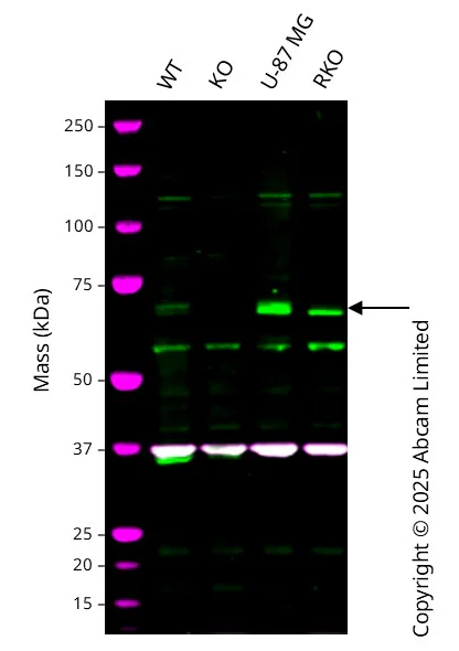 Western blot - Human NR1D2 knockout A549 cell line (AB326030)