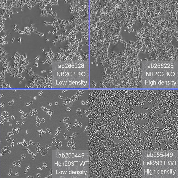 Cell Culture - Human NR2C2 (TR4) knockout HEK-293T cell line (AB266228), expandable thumbnail