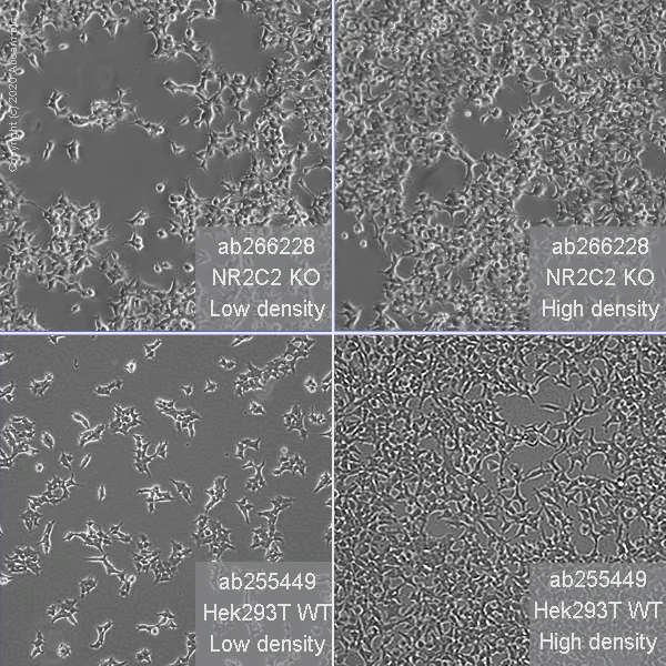 Cell Culture - Human NR2C2 (TR4) knockout HEK-293T cell line (AB266228)