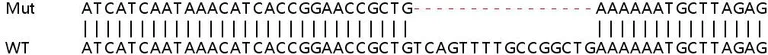 Sanger Sequencing - Human NR2C2 (TR4) knockout HEK-293T cell line (AB266228)