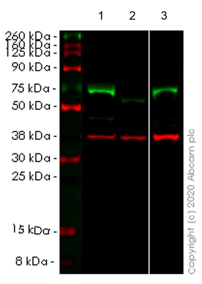 Western blot - Human NR2C2 (TR4) knockout HEK-293T cell line (AB266228), expandable thumbnail