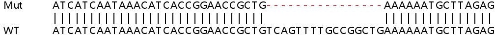 Sanger Sequencing - Human NR2C2 (TR4) knockout HEK-293T cell lysate (AB257563), expandable thumbnail