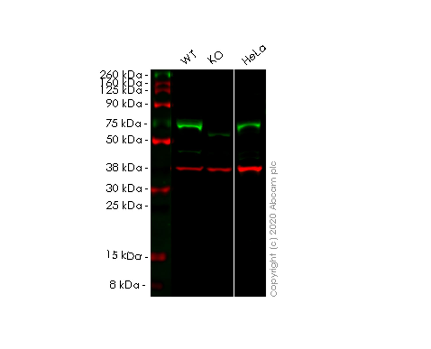 Western blot - Human NR2C2 (TR4) knockout HEK-293T cell lysate (AB257563), expandable thumbnail