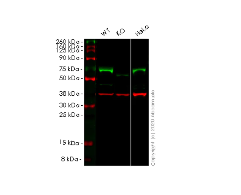 Western blot - Human NR2C2 (TR4) knockout HEK-293T cell lysate (AB257563)