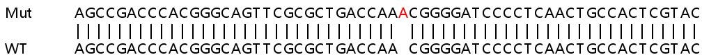 Sanger Sequencing - Human NR2F2 knockout HCT116 cell line (AB266888), expandable thumbnail