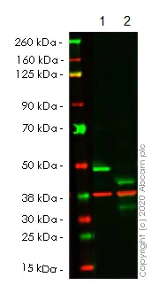 Western blot - Human NR2F2 knockout HCT116 cell line (AB266888)