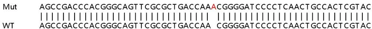 Sanger Sequencing - Human NR2F2 knockout HCT116 cell lysate (AB257186)