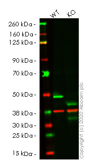 Western blot - Human NR2F2 knockout HCT116 cell lysate (AB257186)