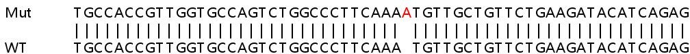 Sanger Sequencing - Human NR3C1 (Glucocorticoid Receptor) knockout HeLa cell line (AB261766), expandable thumbnail