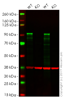 Western blot - Human NR3C1 (Glucocorticoid Receptor) knockout HeLa cell line (AB261766), expandable thumbnail