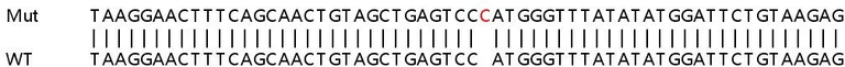 Sanger Sequencing - Human NR3C2 (Mineralocorticoid Receptor) knockout HeLa cell lysate (AB257279)