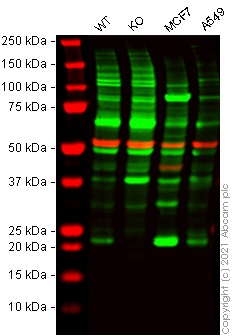 Western blot - Human NRAS knockout HEK-293T cell line (AB266684), expandable thumbnail