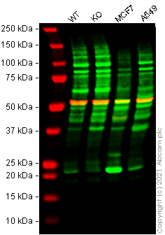 Western blot - Human NRAS knockout HEK-293T cell line (AB266684), expandable thumbnail