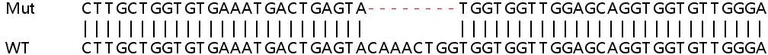 Sanger Sequencing - Human NRAS knockout HEK-293T cell lysate (AB258542)
