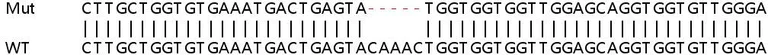 Sanger Sequencing - Human NRAS knockout HEK-293T cell lysate (AB258542)