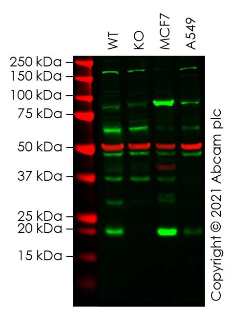 Western blot - Human NRAS knockout HEK-293T cell lysate (AB258542)