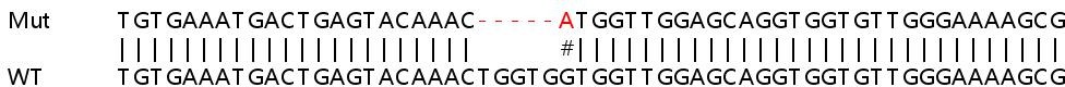 Sanger Sequencing - Human NRAS knockout HeLa cell line (AB267224), expandable thumbnail