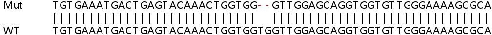 Sanger Sequencing - Human NRAS knockout HeLa cell lysate (AB258543), expandable thumbnail