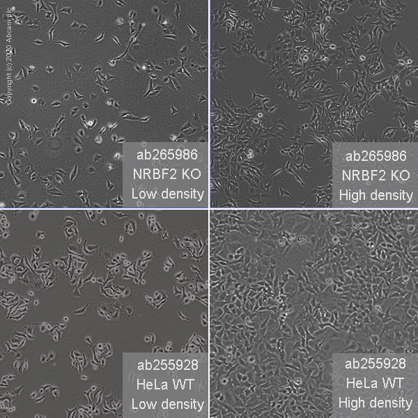 Cell Culture - Human NRBF2 knockout HeLa cell line (AB265986)