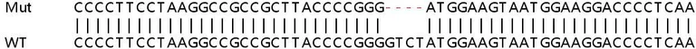 Sanger Sequencing - Human NRBF2 knockout HeLa cell line (AB265986)