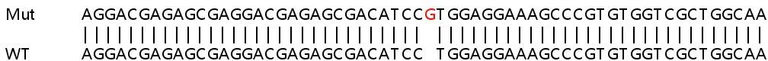Sanger Sequencing - Human NRBP2 knockout HeLa cell line (AB265956)