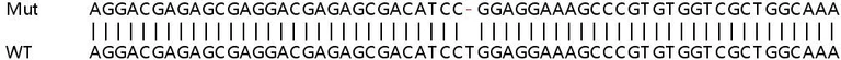 Sanger Sequencing - Human NRBP2 knockout HeLa cell line (AB265956)