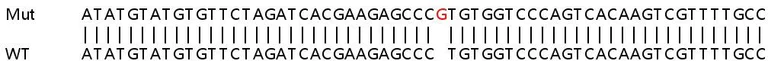 Sanger Sequencing - Human NRG4 knockout HeLa cell line (AB264734)