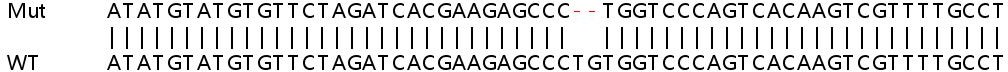Sanger Sequencing - Human NRG4 knockout HeLa cell line (AB264734)