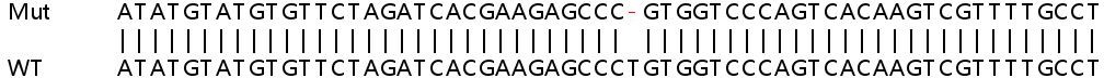 Human NRG4 knockout HeLa cell lysate